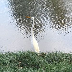 Meet your Posher, Rita